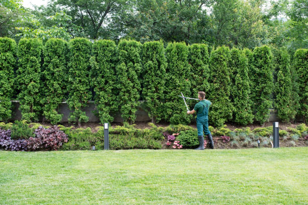 Best Arborist Consultation Services  in Windber, PA